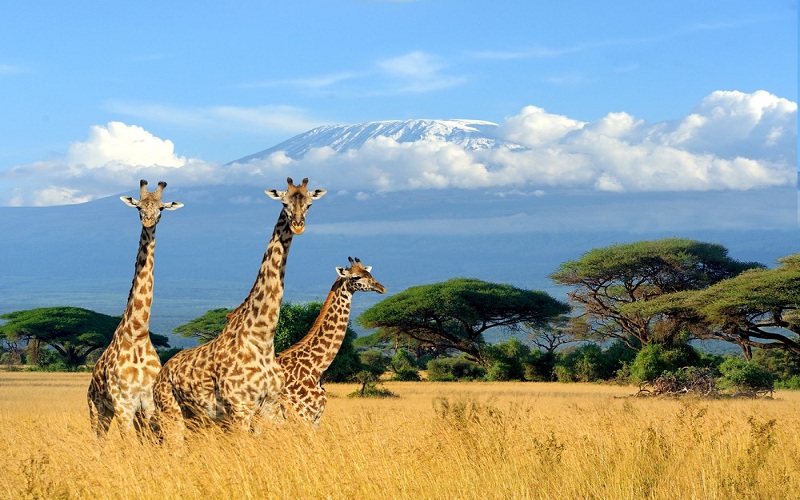 Tanzania dự tính xây dựng cáp treo núi Kilimanjaro