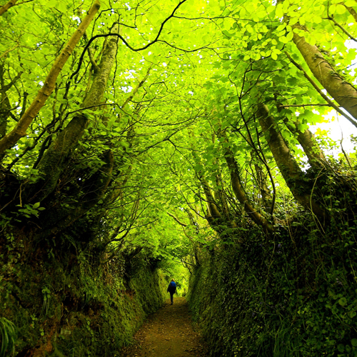 Con đường đến Clovelly