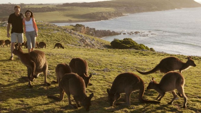 Đảo Kangaroo, Australia