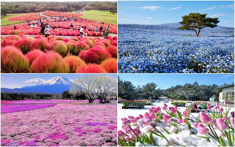 Ibaraki thiên đường hoa Nhật Bản 