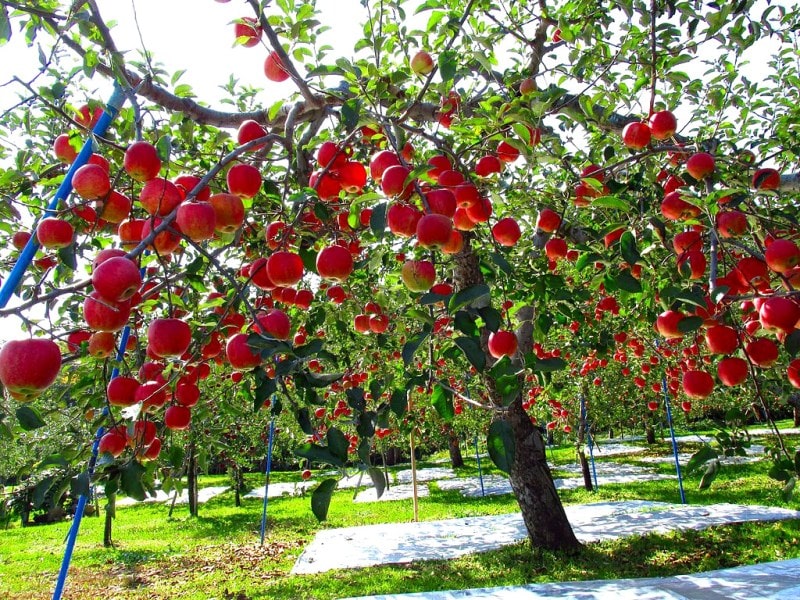 Vườn táo ngon lành tại Aomori