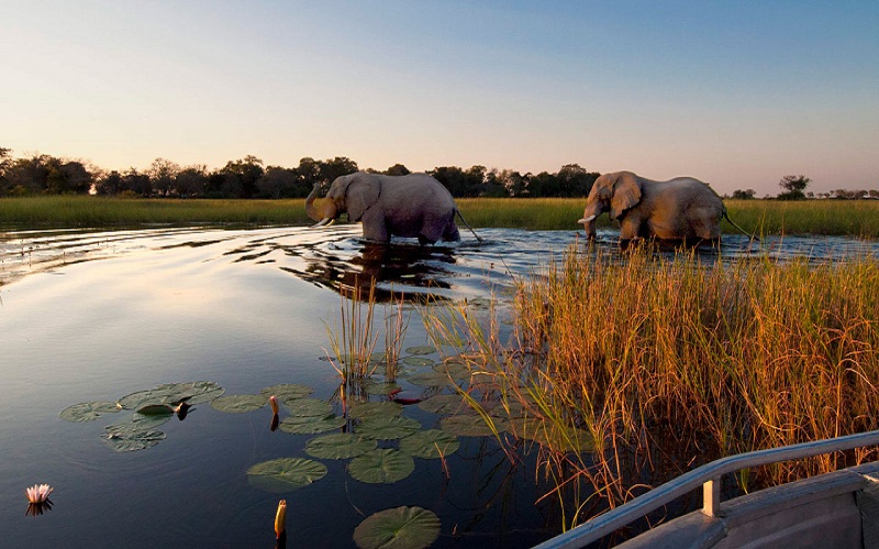 Du khách phản đối dỡ lệnh cấm săn voi tại Botswana
