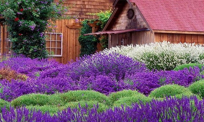 Vườn oải hương Lavender Garden là điểm đến hấp dẫn ở cao nguyên Cameron