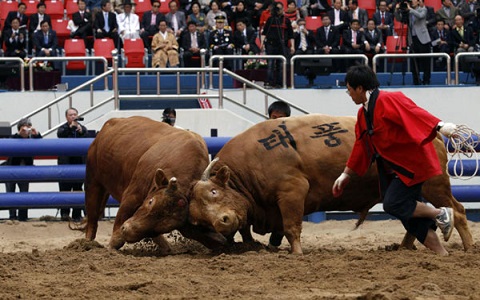 Lễ hội đấu bò Cheongdo 
