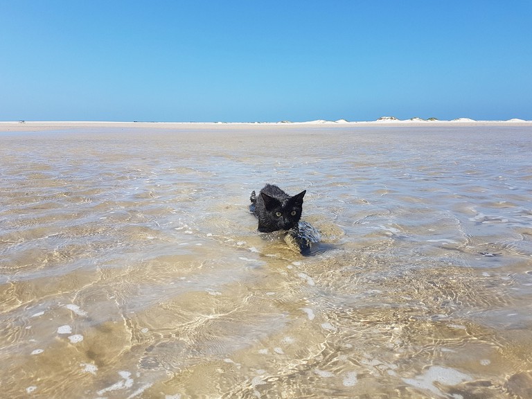 Đến Úc gặp gỡ nàng mèo đam mê bơi lội