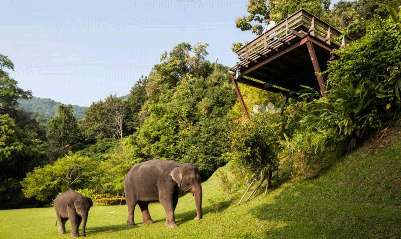 Cuộc sống thiên nhiên hoang dã ở Chiang Mai