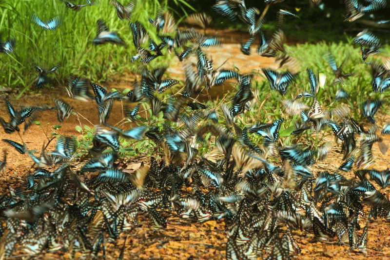 Có nhiều loài bướm di cư từ nơi khác đến rừng Nam Cát Tiên