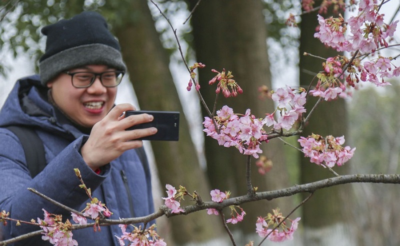 Chùm ảnh: Nồng nàn sắc hoa anh đào Thượng Hải