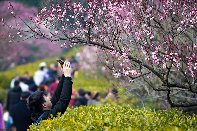 Chùm ảnh: Rực rỡ sắc hoa mận Nam Kinh