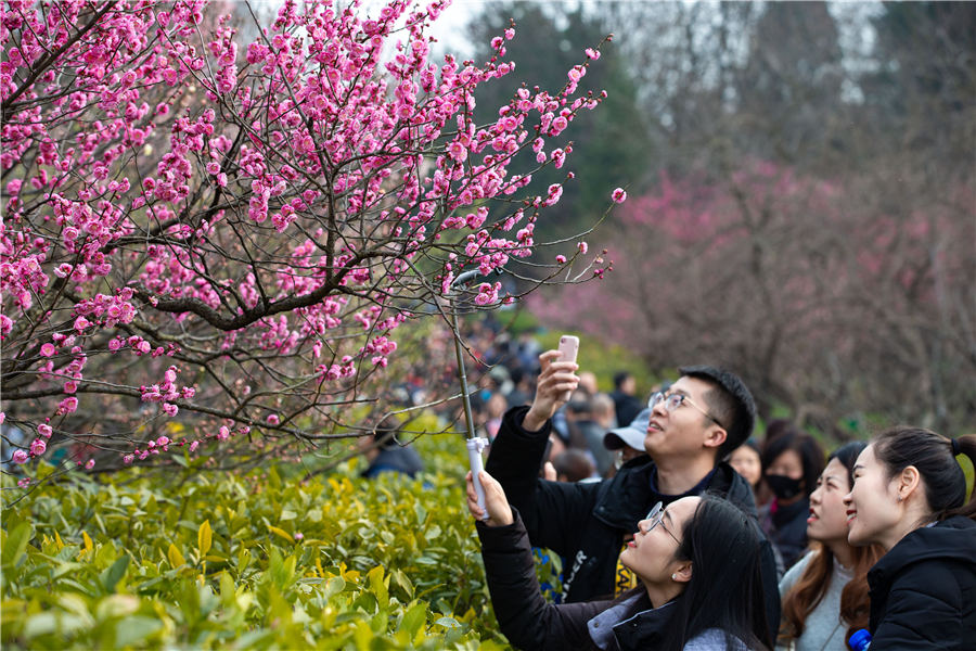 Chùm ảnh: Rực rỡ sắc hoa mận Nam Kinh