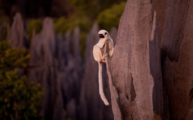 Khám phá rừng đá vôi sắc như dao cạo ở Madagascar