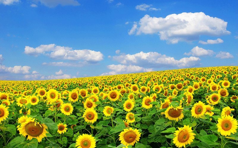 Lạc giữa đồng hoa mặt trời vàng rực
