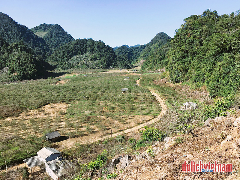 Ghé Mộc Châu ngay thôi, hoa mận, hoa cải sắp nở trắng trời rồi