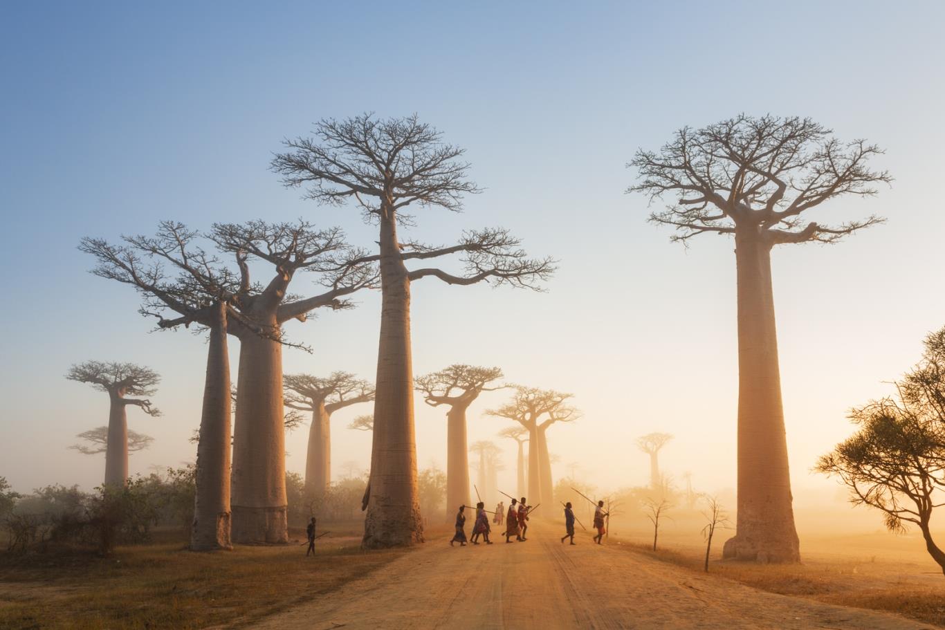 những cây Baobab ở Madagascar là đẹp nhất.