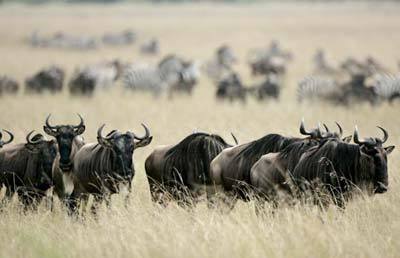 Đến châu Phi khám phá thiên đường hoang dã Kenya