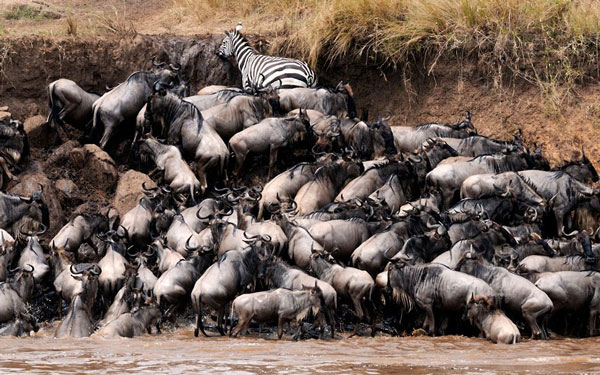 Đến châu Phi khám phá thiên đường hoang dã Kenya