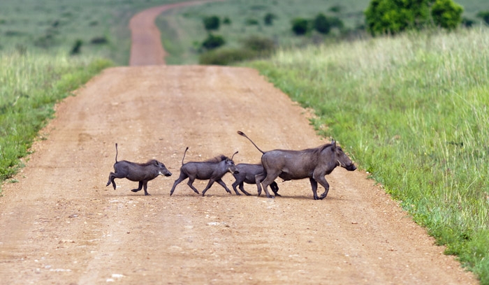 Đến châu Phi khám phá thiên đường hoang dã Kenya