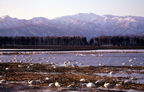 Vùng đầm lầy Miyajima-numa