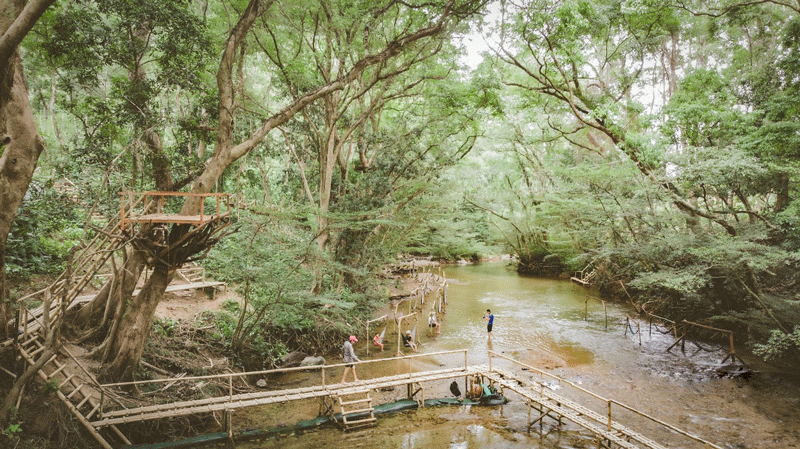Mùa hè là dịp tốt nhất để bạn du lịch công viên Ozo Treetop Park