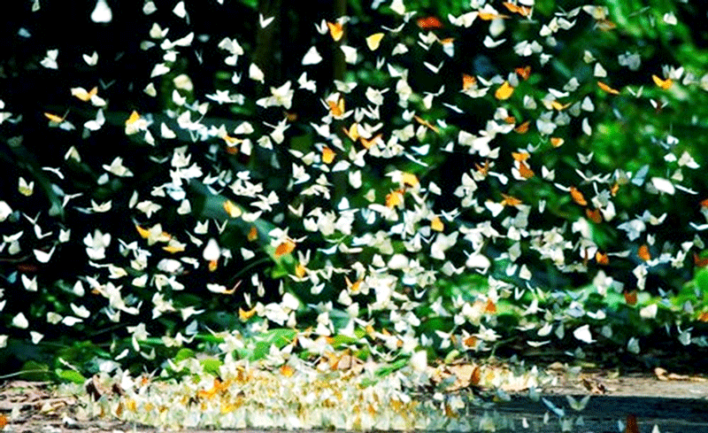 Những đàn bướm bay lượn trong nắng