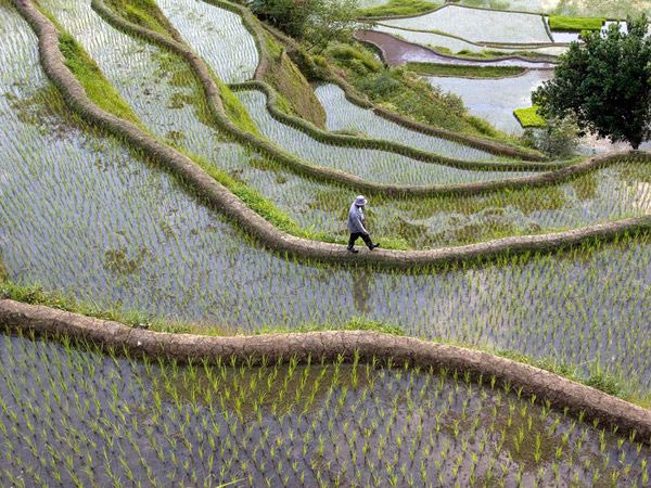 Kỳ quan thứ 8 Thế giới: Ruộng bậc thang Philippines