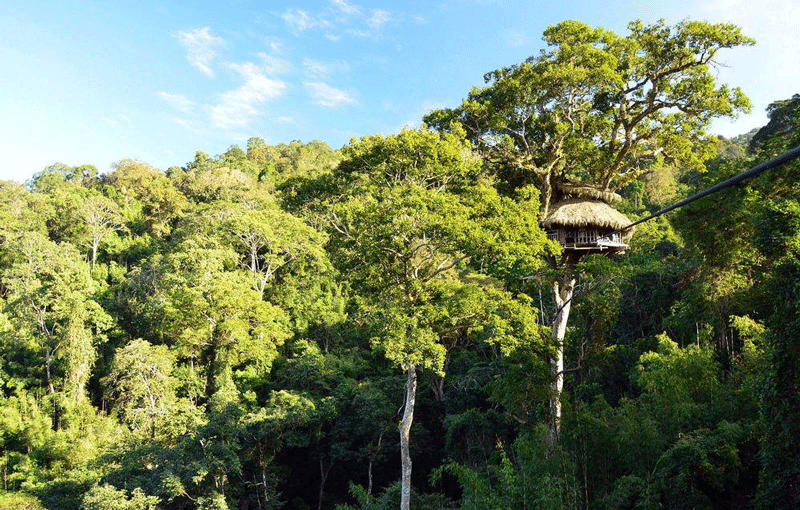 Rừng nhiệt đới Bokeo với hàng nghìn cây bao phủ