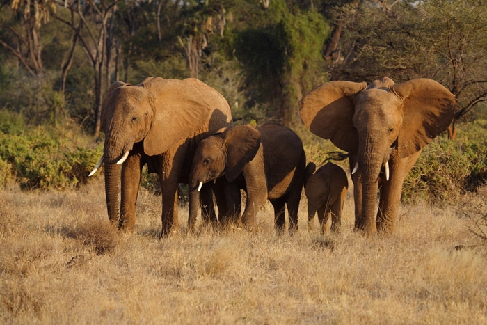 Đến châu Phi khám phá thiên đường hoang dã Kenya