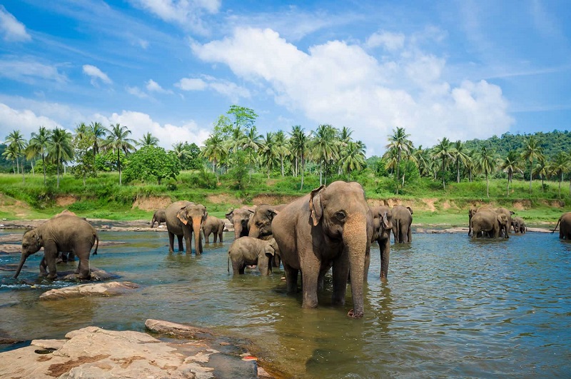 Sri Lanka xếp hạng điểm du lịch sẽ hấp dẫn nhất năm 2019