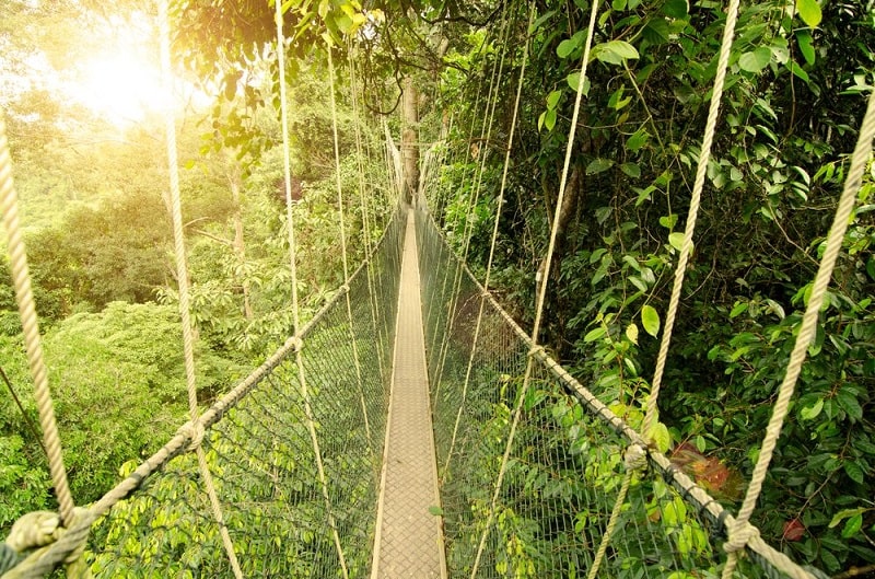 Cầu treo dây võng trong rừng Taman Negara