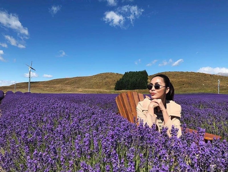 Tăng Thanh Hà tại cánh đồng hoa oải hương của New Zealand