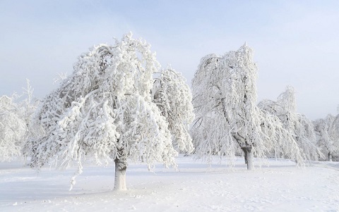 Cây cối đóng băng trắng xóa như trong xứ sở thần tiên