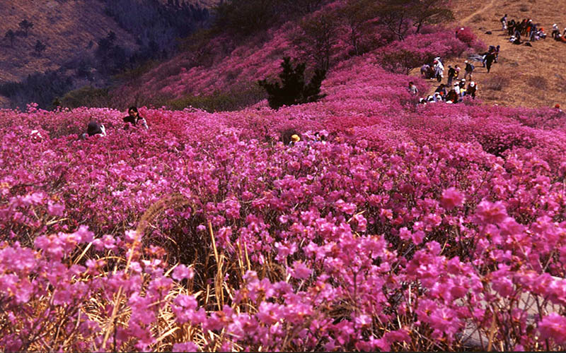 Lạc v&agrave;o thi&ecirc;n đường hoa đỗ quy&ecirc;n - Qu&yacute; Ch&acirc;u, Trung Quốc