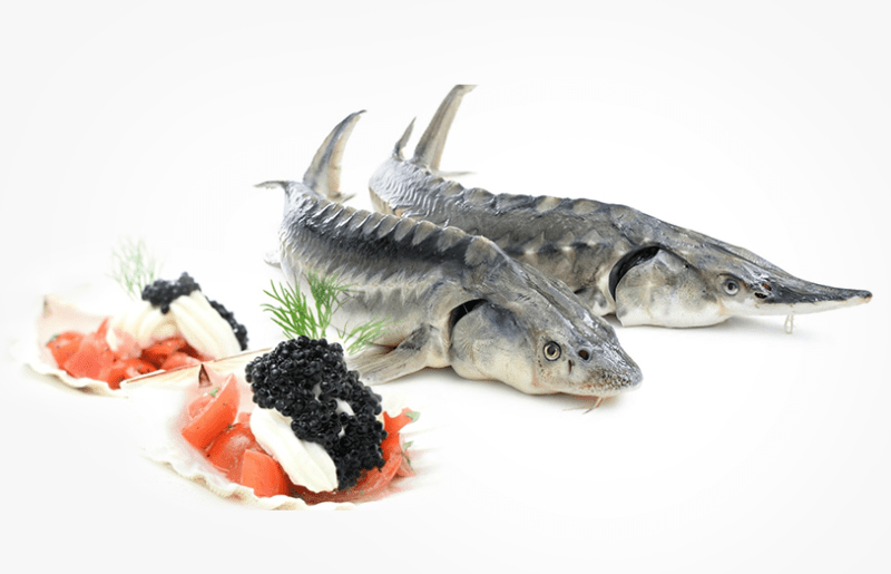 Trứng cá tầm đen- món ăn đắt đỏ bậc nhất thế giới