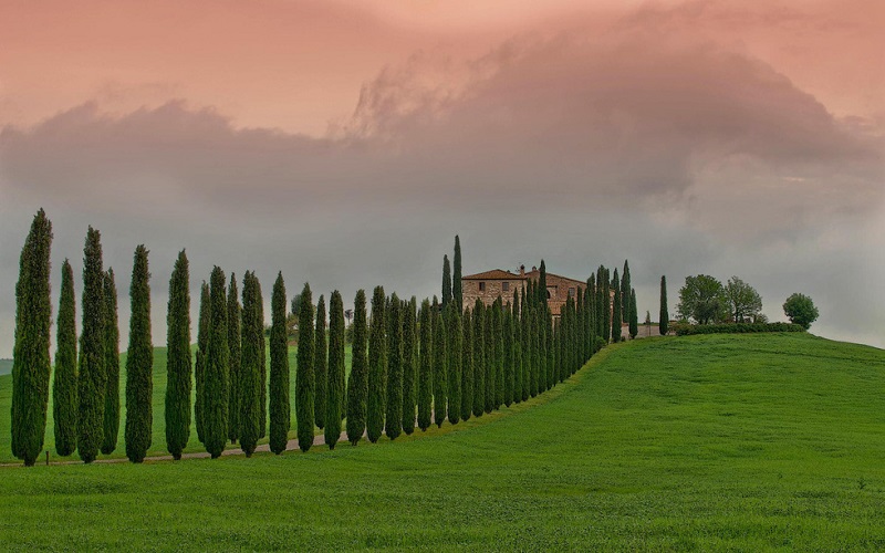 Hàng cây trắc bá diệp ở Tuscany