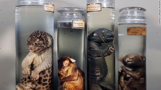 10 viện bảo t&agrave;ng y học kỳ dị nhất tr&ecirc;n thế giới