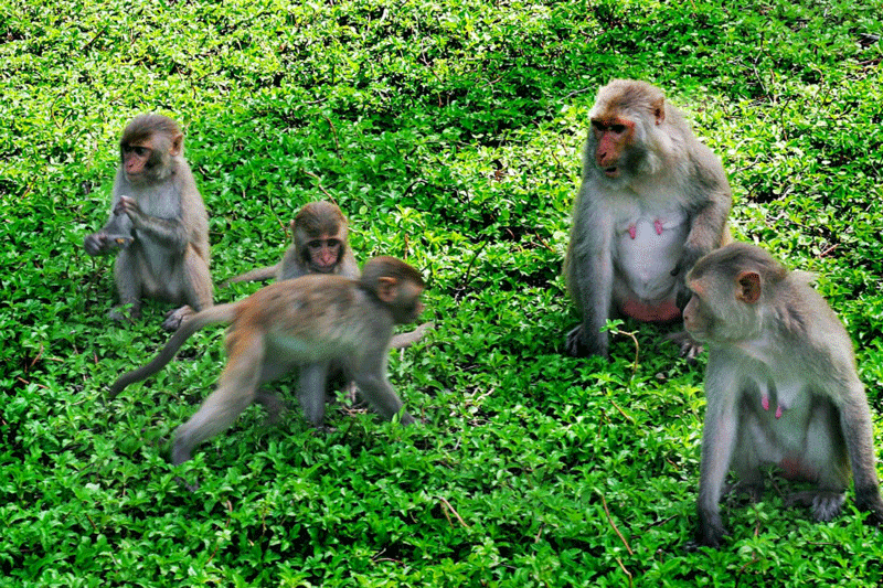 Những chú khỉ thân thiện và pha trò tạo sự thích thú cho du khách khi đến đây