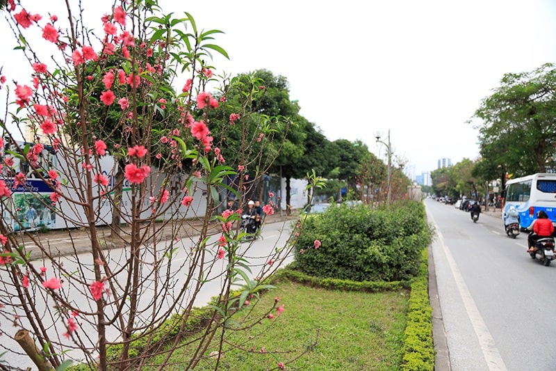 Hoa đào đã nở đỏ rực trên những tuyến phố Hà Nội, Tết đã đến rất gần rồi!