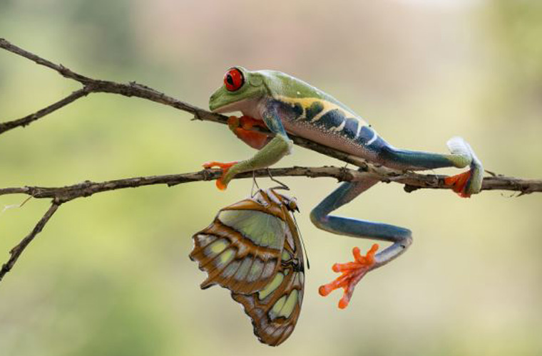 Ấn tượng ảnh về loài ếch quý hiếm