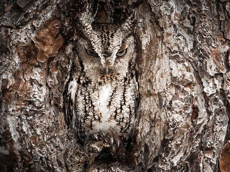Bức ảnh b&agrave;n tay cụ b&agrave; ở Hội An được National Geographic đ&aacute;nh gi&aacute; cao