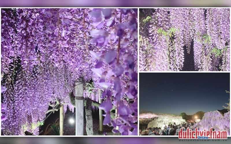 Công viên Ashikaga có khoảng 350 cây hoa tử đằng