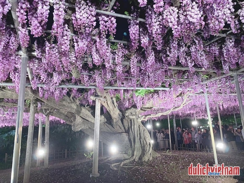 Cây hoa tử đằng có tuổi đời cao nhất Công viên Ashikaga