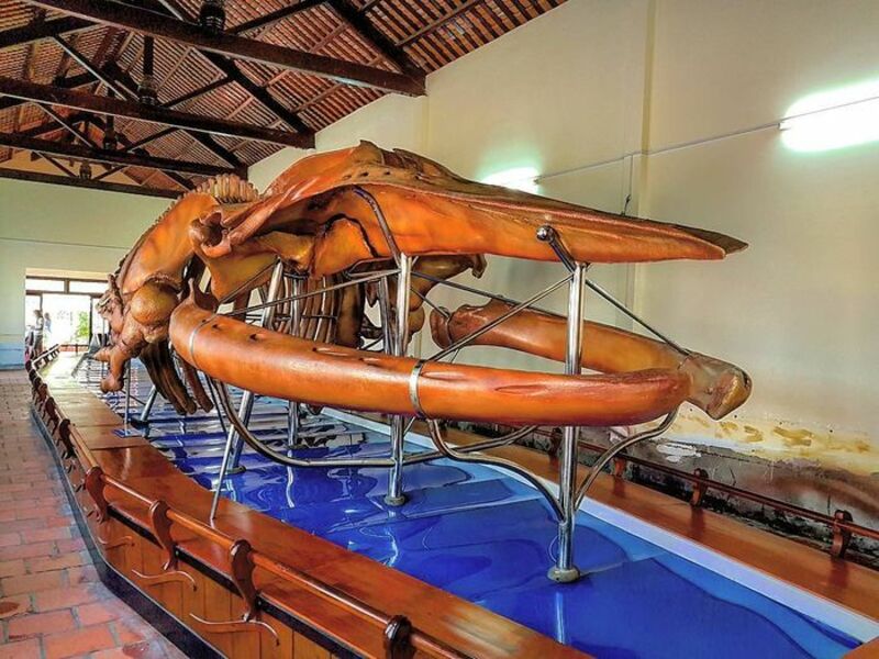  Bộ xương cá voi được lưu giữ tại Đình Vạn Thủy Tú