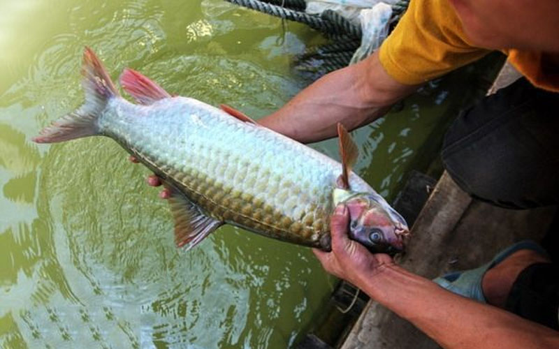  “Tiếng đồn cá Mát sông Giăng Dẻo thơm ba lá, ngon măng Chợ Cồn”