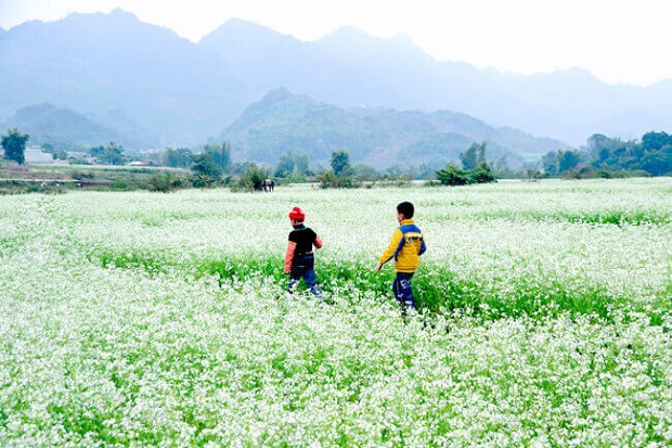 cải trắng Mộc Châu