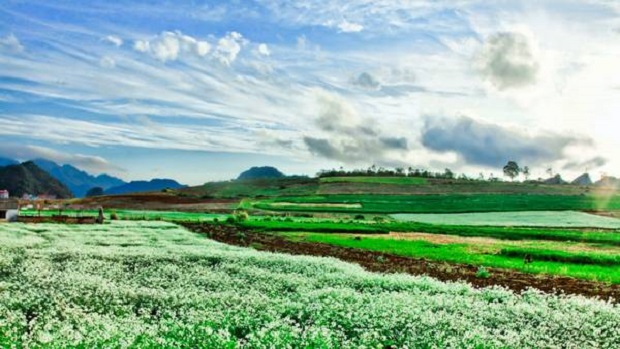 cải trắng Mộc Châu