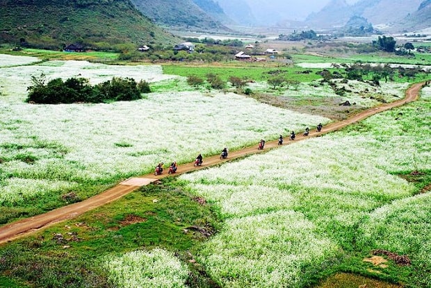 cải trắng Mộc Châu