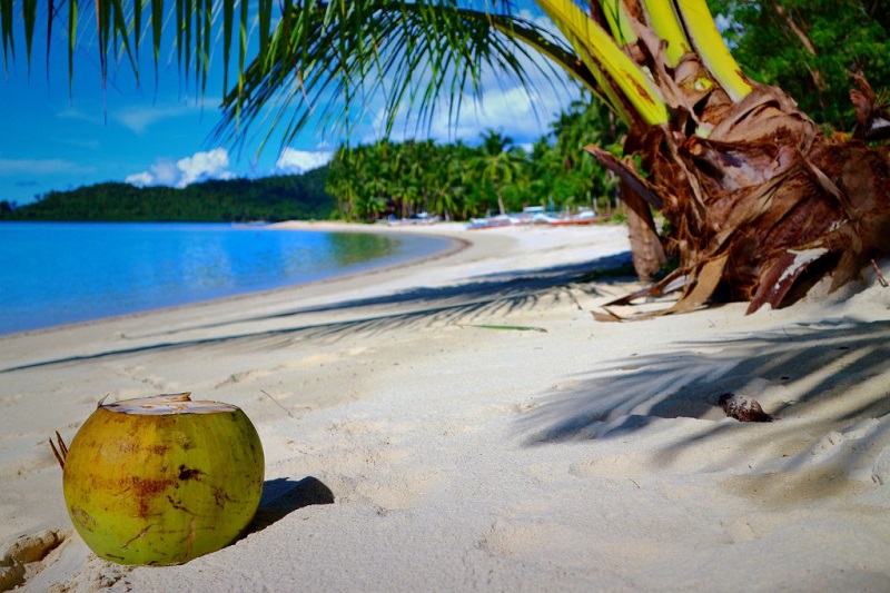 Dừa trên bãi biển ở Port Barton, Palawan 