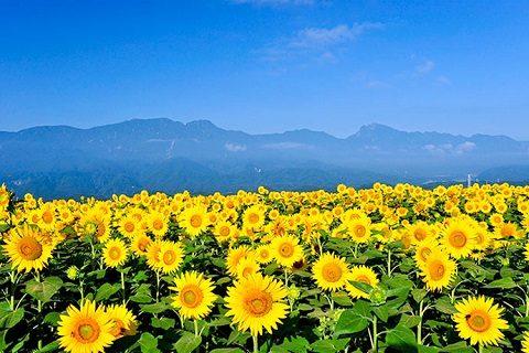 Akeno Sunflower Festival Nhật Bản