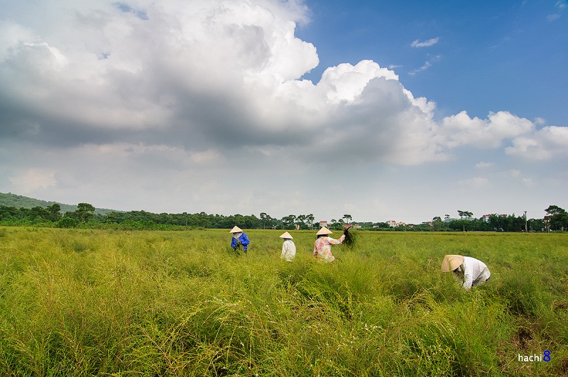 Rừng rễ Chí Linh điểm đến thanh bình ở Hải Dương