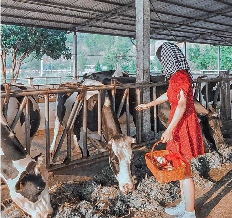 Check-in, "sống ảo" ở trang trại nuôi bò sữa Dairy Farm 